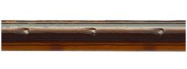   Sirex abietinus  ovipositor pits; photo by H. Goulet, CNC 
